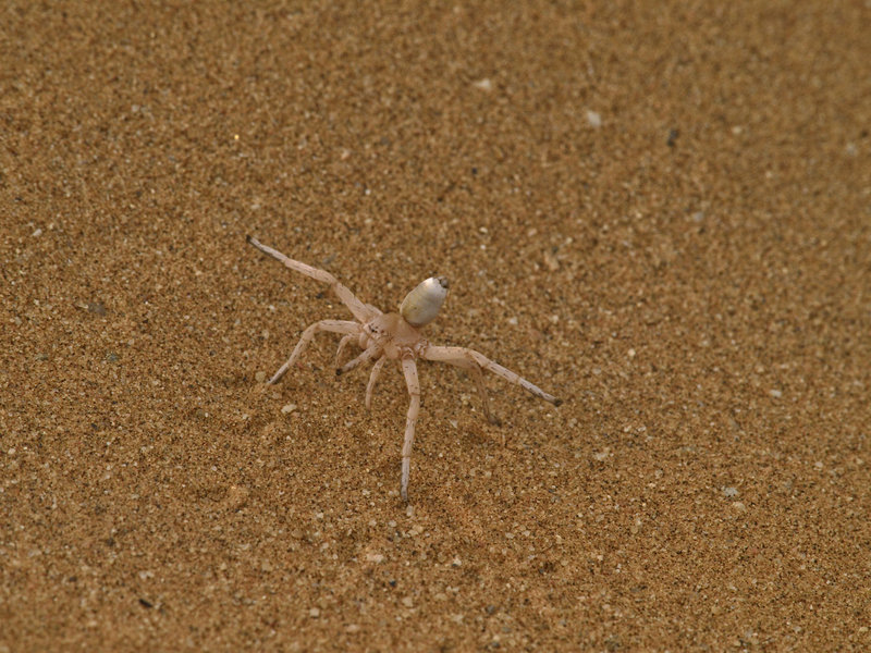 Swakopmund, Cartwheeling Spider